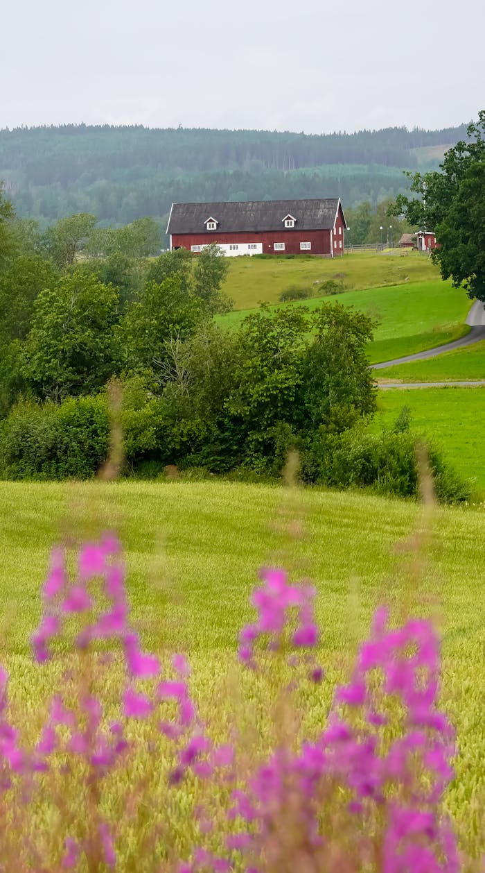 Idyllic rural landscape with a red house surrounded by lush green fields and purple flowers.